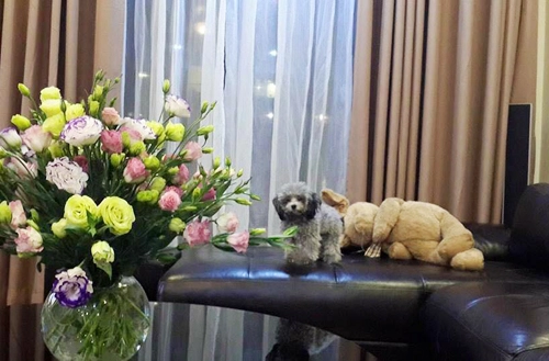 Mê mẩn chú cún xịt nước hoa đi spa của á hậu tú anh - 6