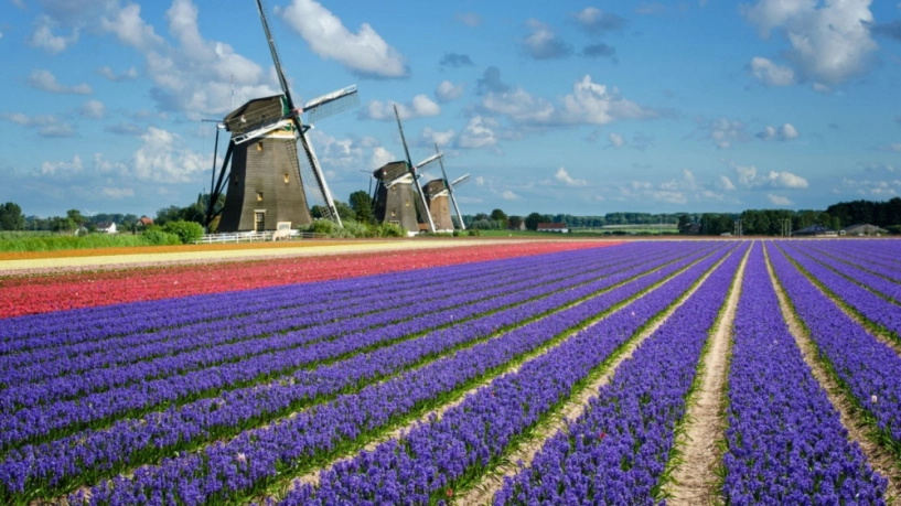 7 triệu cánh hoa tulip đồng loạt khoe sắc trong lễ hội mùa xuân tại hà lan - 2
