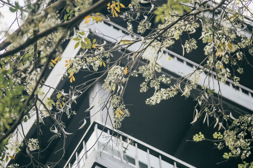 Hoa sưa nở rồi tiết trời nồm ẩm tháng 3 của hà nội cũng vì thế mà dịu dàng hơn - 2