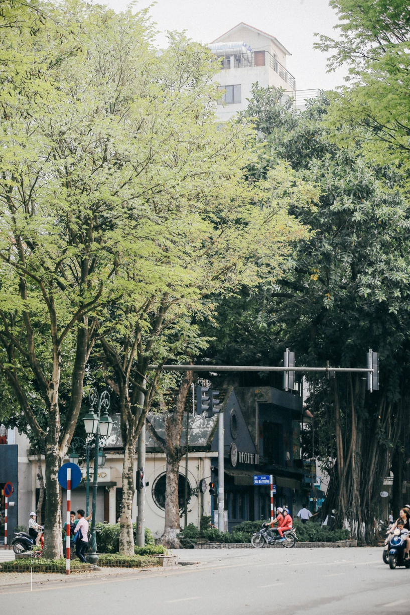 Hoa sưa nở rồi tiết trời nồm ẩm tháng 3 của hà nội cũng vì thế mà dịu dàng hơn - 3