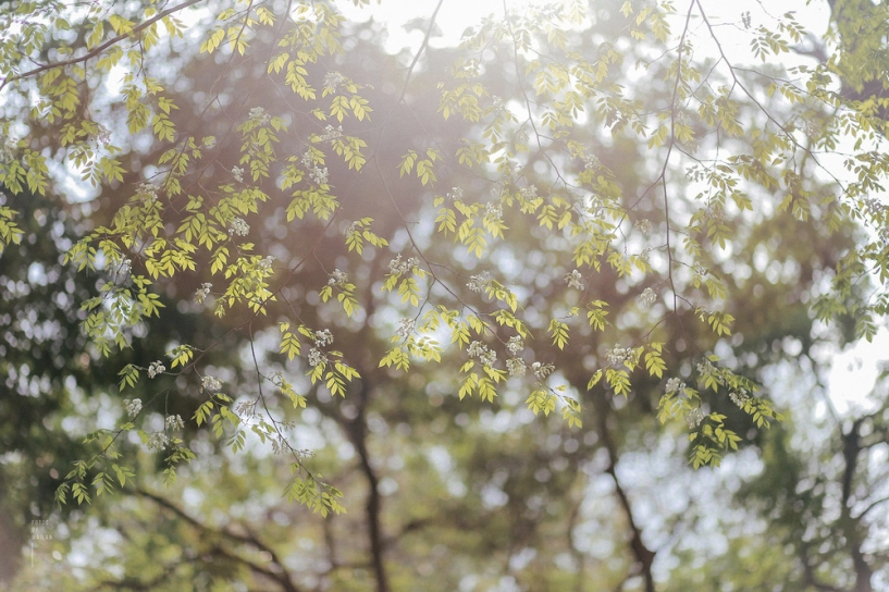 Hoa sưa nở rồi tiết trời nồm ẩm tháng 3 của hà nội cũng vì thế mà dịu dàng hơn - 5
