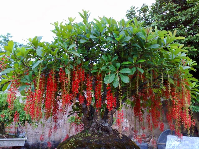 Lén vùi thứ này xuống hũ gạo 1 tuần sau tiền đổ về như thác đang nghèo hóa đại gia - 5