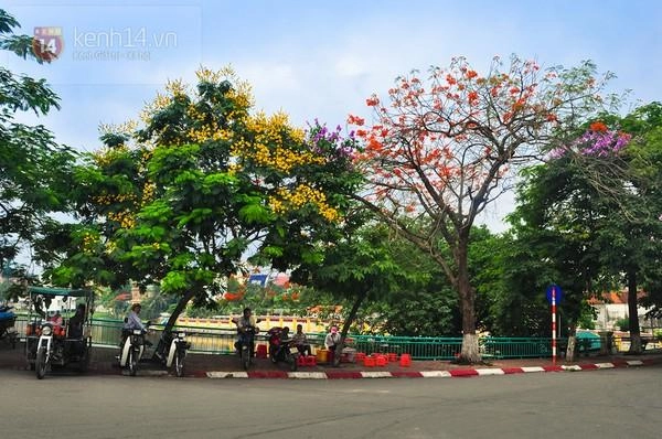 Đẹp nức lòng phượng đỏ bằng lăng tím rợp trời tháng 5 hà nội - 12