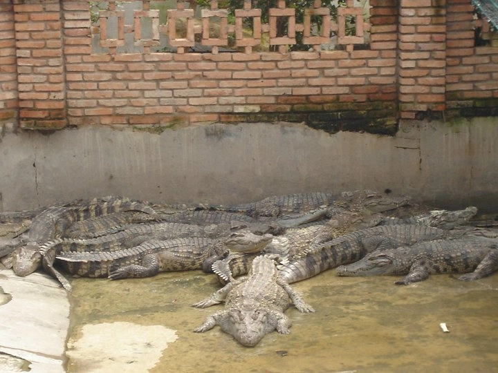 Sự thật cao cá sấu có thể chữa các bệnh về xương - 2