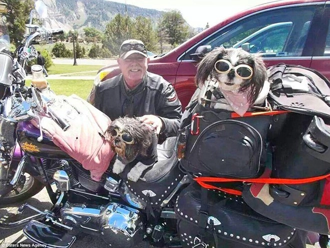 Phượt sành điệu trên xe harley davidson cùng 2 chú cún - 2