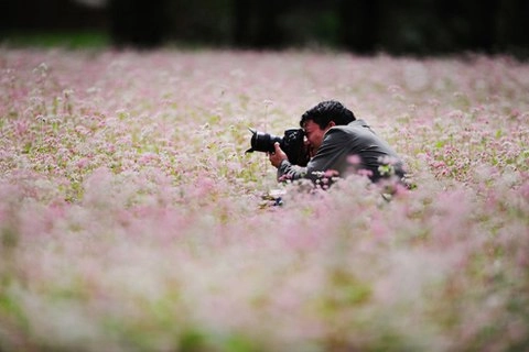 10 mùa săn hoa hấp dẫn nhất ở việt nam - 4