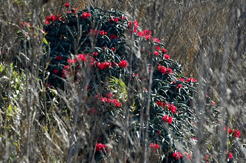 10 mùa săn hoa hấp dẫn nhất ở việt nam - 9
