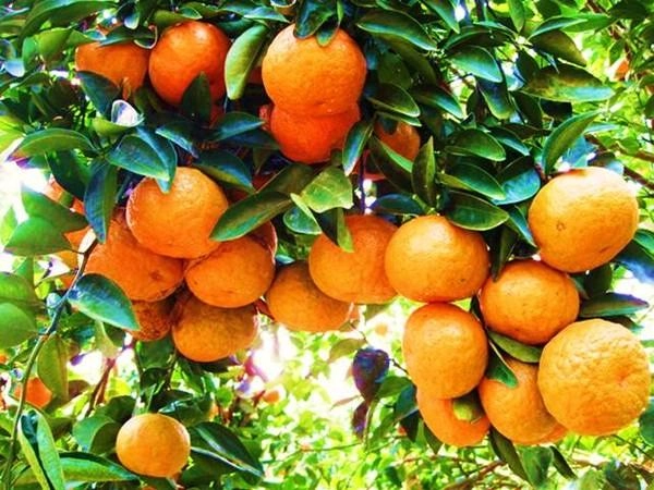 6 loại cam ngon nổi tiếng ở việt nam - 1