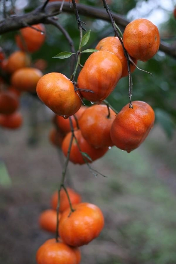 6 loại cam ngon nổi tiếng ở việt nam - 10