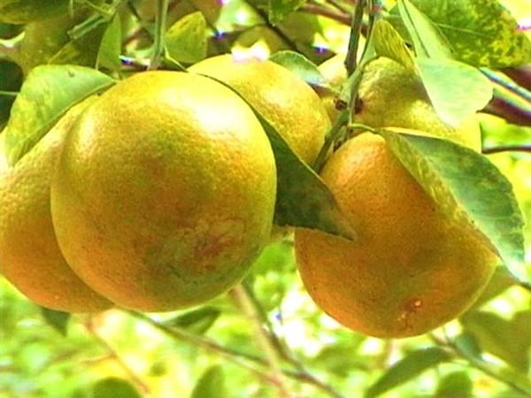 6 loại cam ngon nổi tiếng ở việt nam - 8