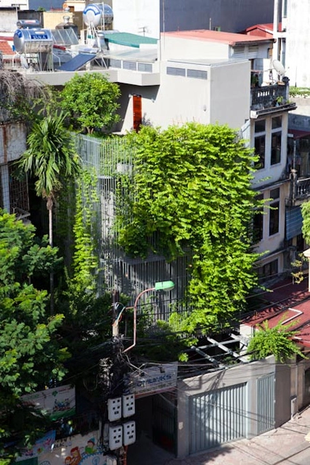 600000 đồng một m2 để phủ cây xanh cho mái nhà - 7