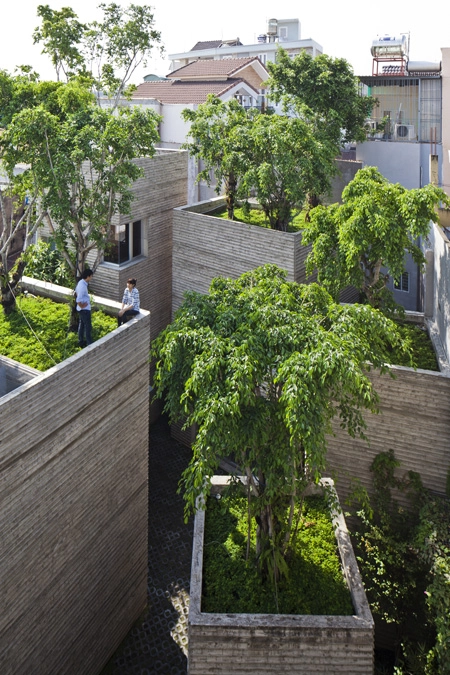 600000 đồng một m2 để phủ cây xanh cho mái nhà - 8