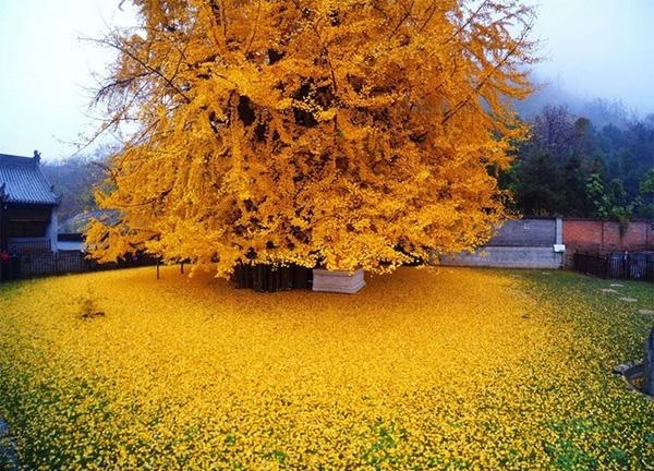 Biển lá vàng từ cây rẻ quạt 1400 tuổi - 2