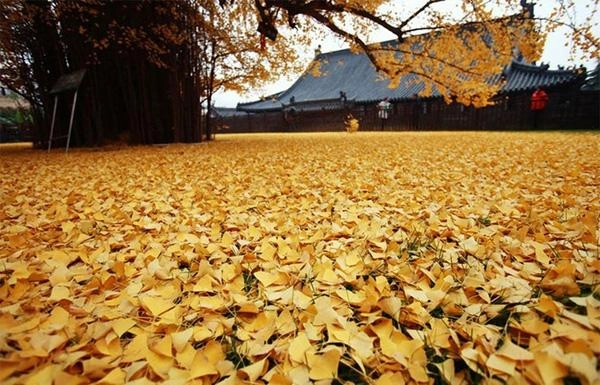 Biển lá vàng từ cây rẻ quạt 1400 tuổi - 5