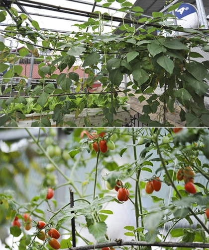 Các cách trồng đủ rau ăn trong diện tích nhỏ - 4