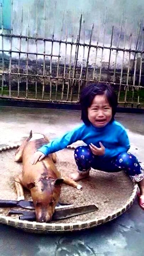 Câu chuyện thật rơi nước mắt đằng sau bức ảnh cô bé khóc bên chú chó bị giết thịt - 1