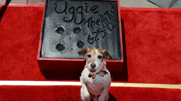 Chú chó uggie trong phim đoạt giải oscar the artist qua đời - 4