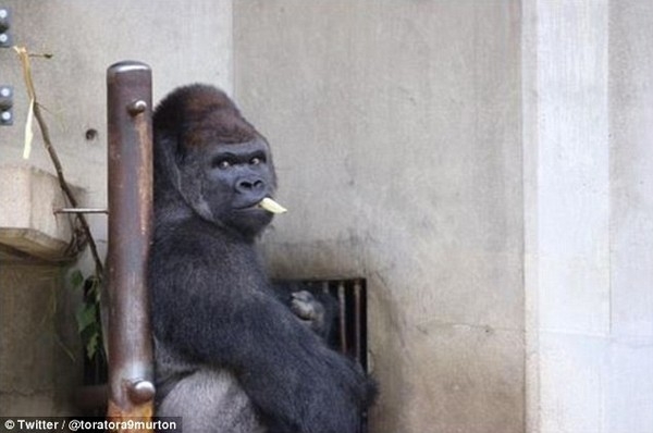 Chú khỉ đẹp trai thu hút du khách nữ đến thăm sở thú nhật - 3