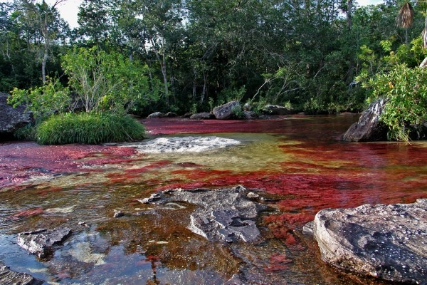 Chùm ảnh cano cristales dòng sông ngũ sắc ấn tượng nhất thế giới - 5