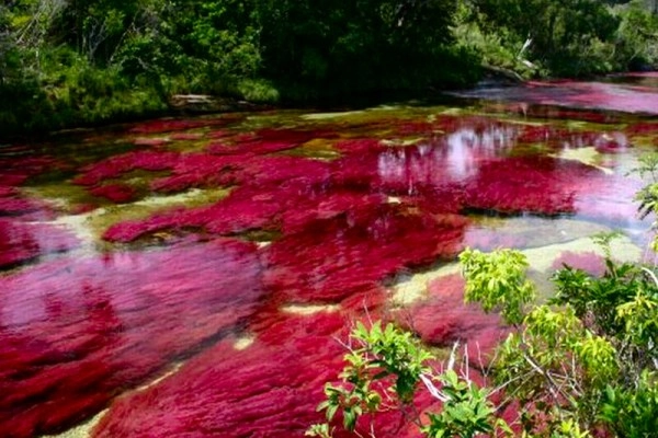 Chùm ảnh cano cristales dòng sông ngũ sắc ấn tượng nhất thế giới - 6