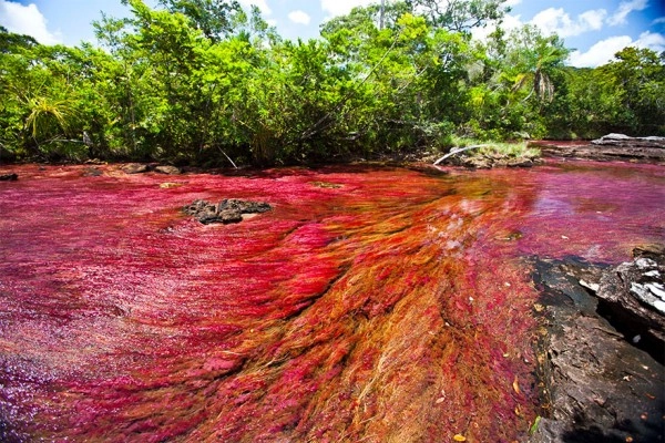 Chùm ảnh cano cristales dòng sông ngũ sắc ấn tượng nhất thế giới - 1