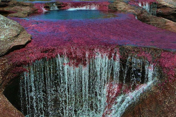 Chùm ảnh cano cristales dòng sông ngũ sắc ấn tượng nhất thế giới - 2