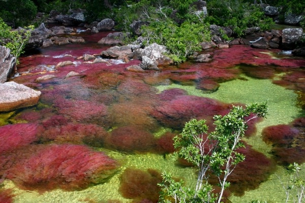 Chùm ảnh cano cristales dòng sông ngũ sắc ấn tượng nhất thế giới - 3