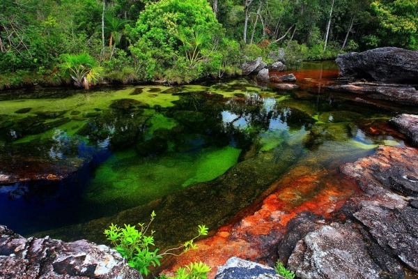 Chùm ảnh cano cristales dòng sông ngũ sắc ấn tượng nhất thế giới - 4