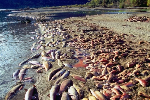 Cuộc di cư ngoạn mục của cá hồi đỏ ở canada - 3