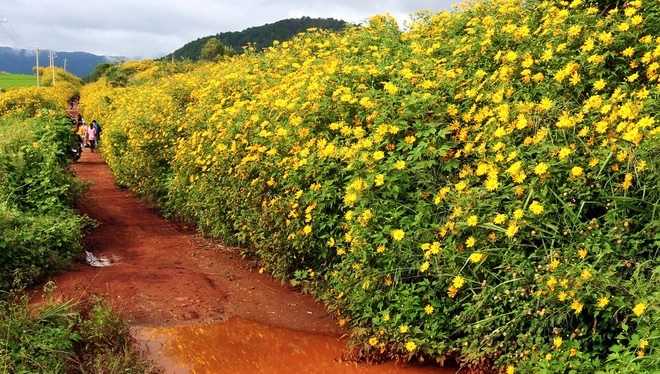 Dã quỳ nhuộm vàng xứ cao nguyên - 2