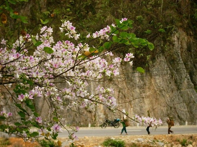 Dân phượt sẽ lạc lối với những con đường hoa tuyệt đẹp tại vn - 11