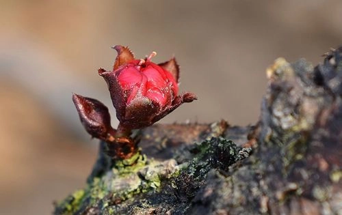 Đào thất thốn trên đất nhật tân - 1