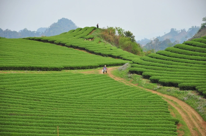 Đồi chè mộc châu - 3