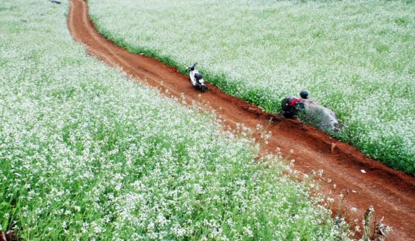 Gợi ý những điểm ngắm hoa cải trắng tuyệt đẹp ở mộc châu - 1