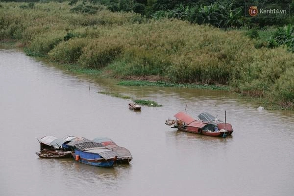 Hà nội mùa cỏ lau nở rộ bên cây cầu long biên lịch sử - 10