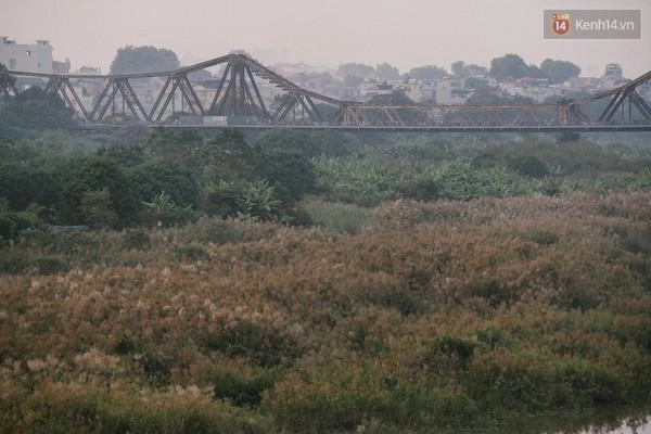 Hà nội mùa cỏ lau nở rộ bên cây cầu long biên lịch sử - 12
