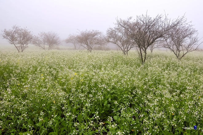 Hoa cải trắng tinh khôi trong tiết giao mùa ở mộc châu - 6