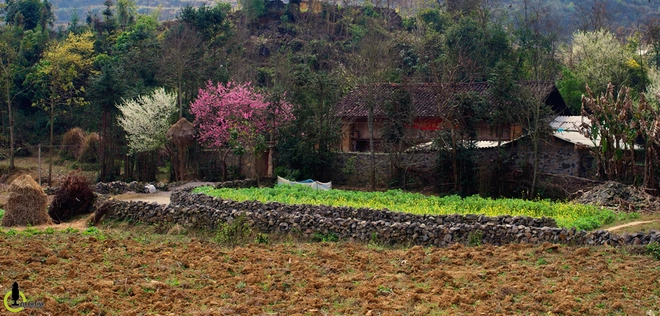 Hoa đào hoa mận nở bung trên cao nguyên đá hà giang - 2