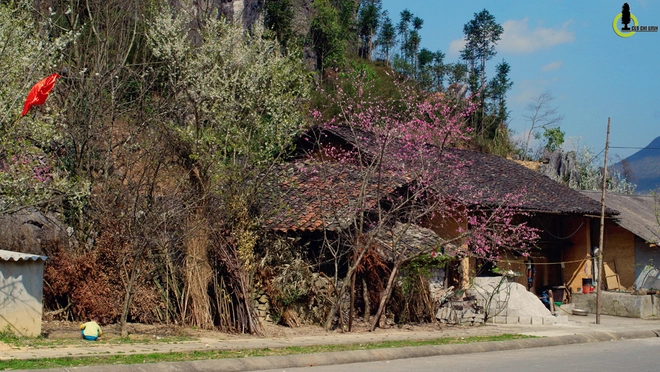 Hoa đào hoa mận nở bung trên cao nguyên đá hà giang - 3