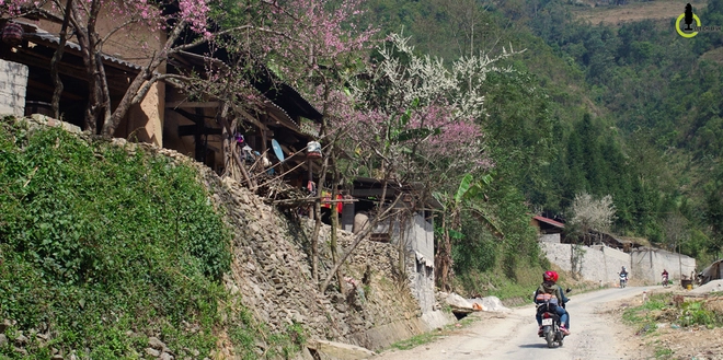 Hoa đào hoa mận nở bung trên cao nguyên đá hà giang - 5