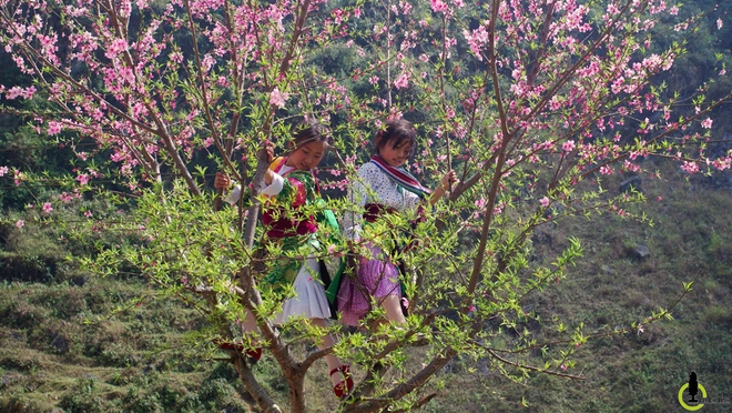 Hoa đào hoa mận nở bung trên cao nguyên đá hà giang - 8