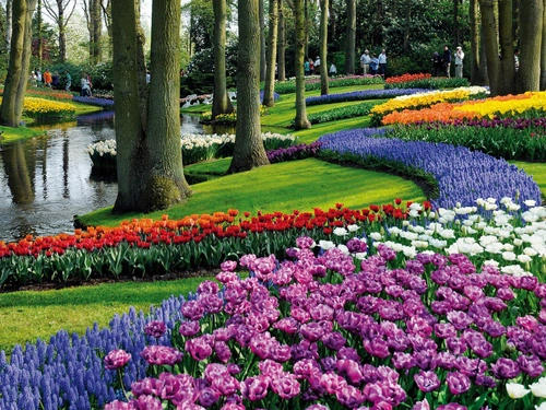 Keukenhof thiên đường của muôn loài hoa - 1