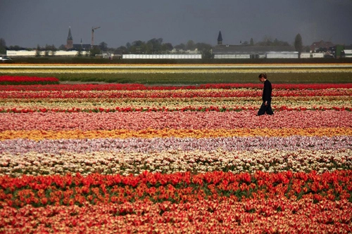 Keukenhof thiên đường của muôn loài hoa - 2