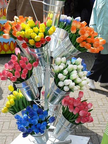 Keukenhof thiên đường của muôn loài hoa - 3