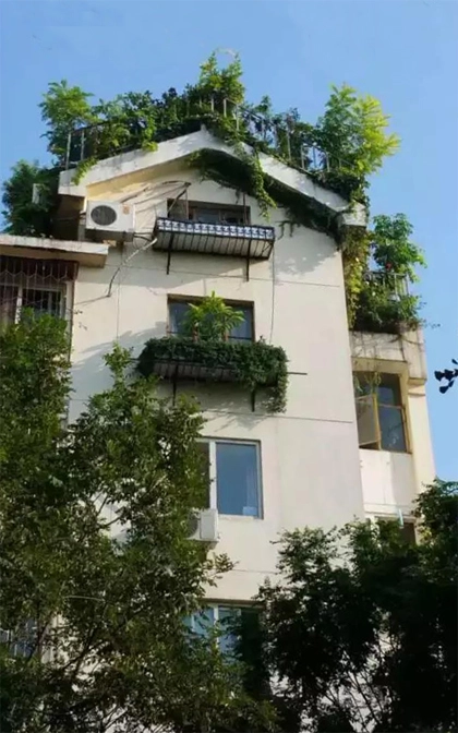 Khu vườn xanh ngát trên mái chung cư khiến hàng xóm nổi giận - 1