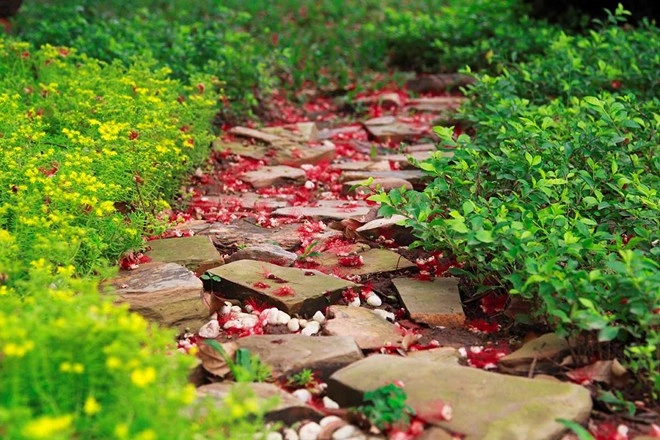 Lạc lối trên những con đường hoa tuyệt đẹp ở việt nam - 21