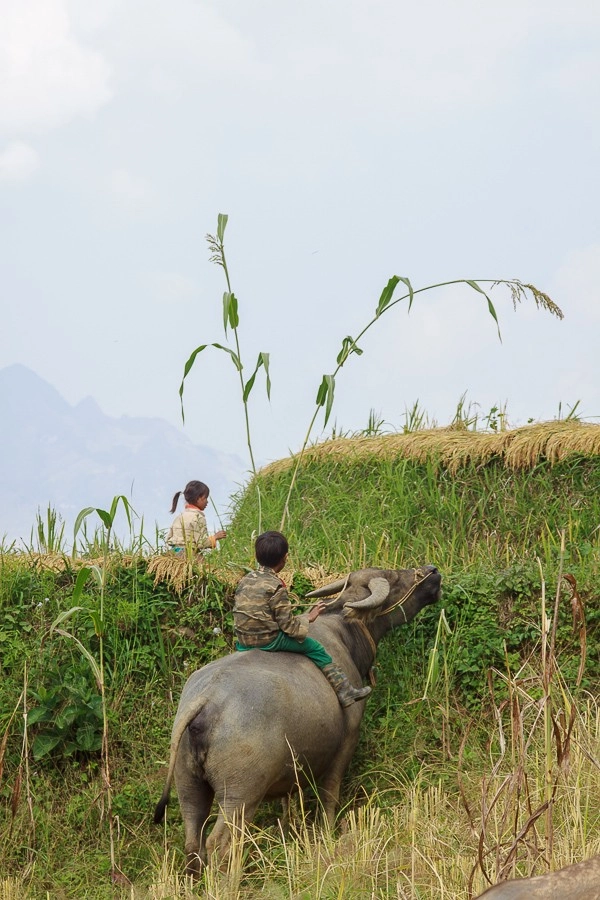 Lên hà giang vượt đèo khó bò qua xín mần - 8