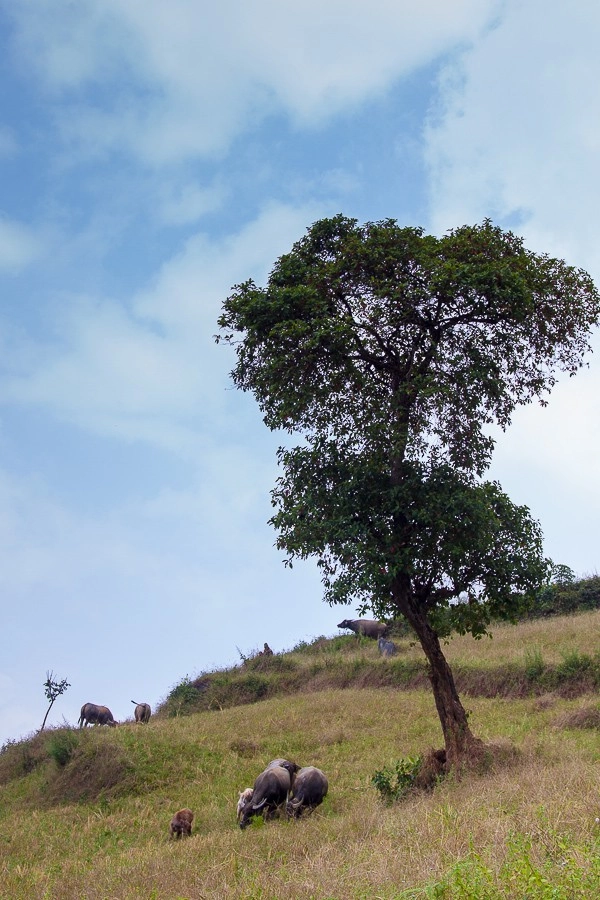 Lên hà giang vượt đèo khó bò qua xín mần - 9