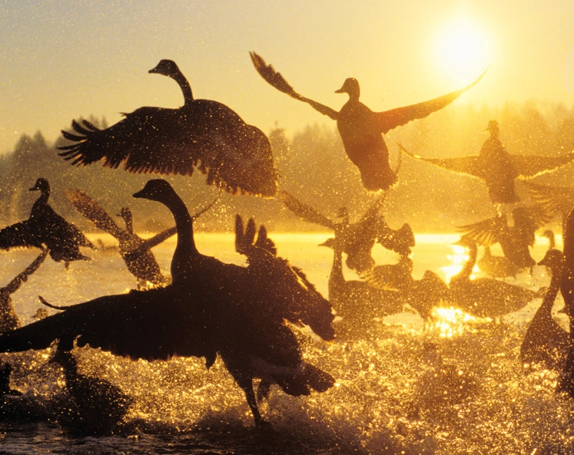 Loạt ảnh đẹp về cuộc di cư vĩ đại của các loài động vật - 29