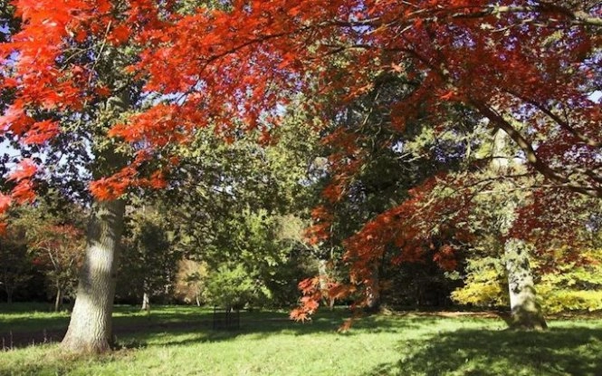 Loạt ảnh mùa lá rụng tuyệt đẹp trên khắp trái đất - 4